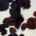 Closeup of this XS Tricolor Cowhide, showing long hair that is white with black and dark brown spots  (XS778)