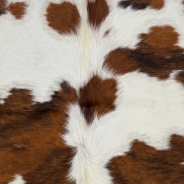 Closeup of t his XS Tricolor Cowhide, showing white, brown, and black, and off-white longer hair down the spine (XS779)
