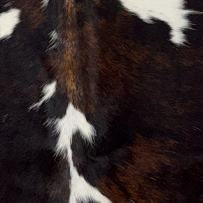 closeup of this XS Tricolor Cowhide, showing white with black spots and dark brown mixed in on some of the spots, and longer hair down the middle of the shoulder (XS781)