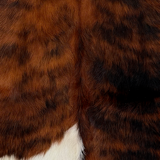 Closeup of this XS Tricolor Cowhide, showing a reddish brown and black, brindle pattern and one large white spot  (XS782)