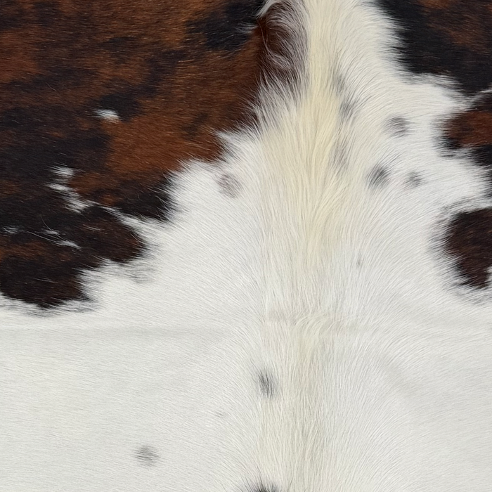 Closeup of this XS Tricolor Cowhide, showing white, brown, and black, a few faint speckles in the white,  and longer, off-white hair down the middle of the shoulder (XS784)