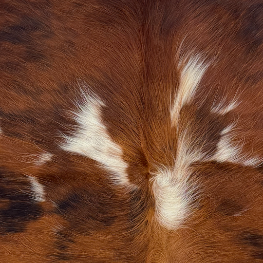 Closeup of this XS Tricolor Cowhide, showing long hair that is red brown with black and white spots (XS786)