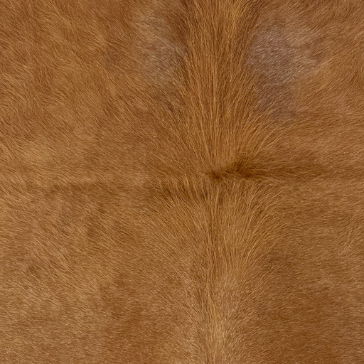 Closeup of this XS Cowhide, showing solid brown with long hair down the middle of the shoulder  (XS787)
