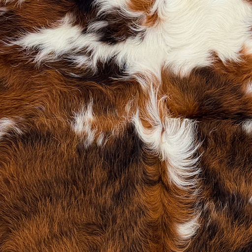 Closeup of this XS Tricolor Cowhide, showing long hair that is reddish brown, black, and white (XS788)