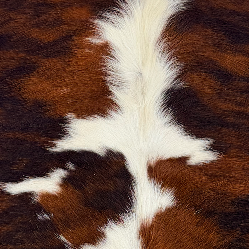 Closeup of this XS Tricolor Cowhide, showing  a reddish brown and black brindle pattern, a few small white spots, and long white hair down the spine   (XS789)