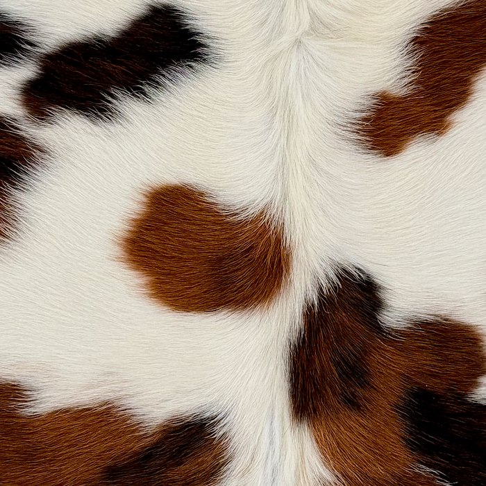 Closeup of this XS Tricolor Cowhide, showing long hair that is white with black and brown spots (XS791)