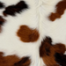 Closeup of this XS Tricolor Cowhide, showing long hair that is white with black and brown spots (XS791)