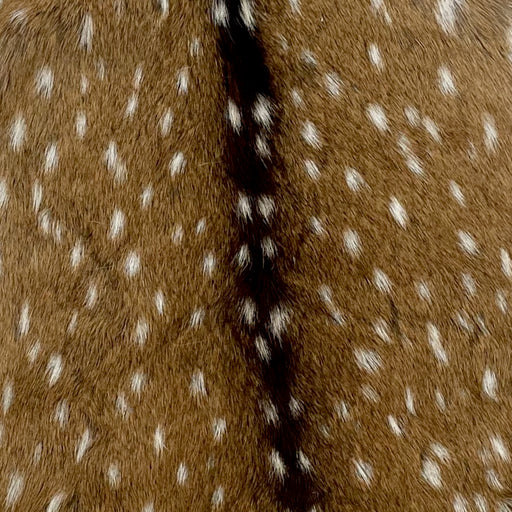 Closeup of this Authentic Axis Deer Hide, showing brown with small, white spots, and dark brown down the spine (AXIS022)