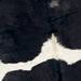 Closeup of this XL, Brazilian Cowhide that is white with large, black spots (BRBKW198)