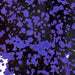 Black and White Brazilian Calfskin with Purple Acid Wash (BRCALF408)