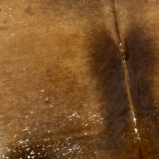 Closeup of this Brazilian, Speckled Cowhide that is dark brown and golden brown, with white speckles on the top and bottom parts of the hide (BRSP1210)