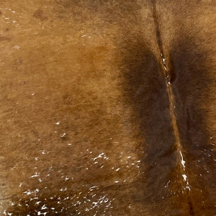 Closeup of this Brazilian, Speckled Cowhide that is dark brown and golden brown, with white speckles on the top and bottom parts of the hide (BRSP1210)