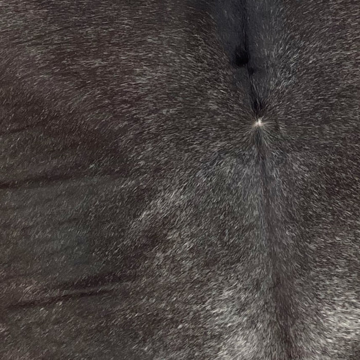 Closeup of this Large, Speckled, Brazilian Cowhide that is dark brown with fine, white speckles, and has cream with brown spots and speckles on the belly (BRSP1422)