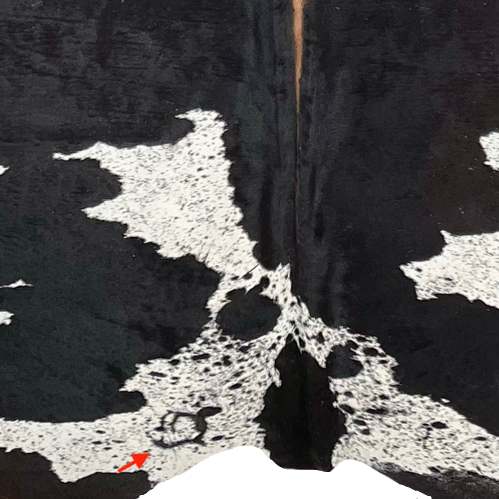 Closeup of this XXXL, Black and White, Speckled, Brazilian Cowhide, showing one brand mark near the lower edge, on the left side (BRSP1593)