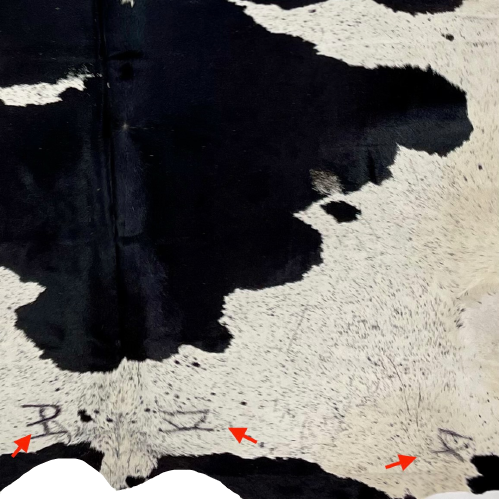 Closeup of this Large, Black and White, Speckled, Brazilian Cowhide, showing three brand marks near the lower edge, one on the left side and two on the right (BRSP1675)