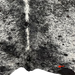 Closeup of this XXL, Black and White, Speckled, Brazilian Cowhide, showing one brand mark on the right side, along the bottom edge  (BRSP1817)