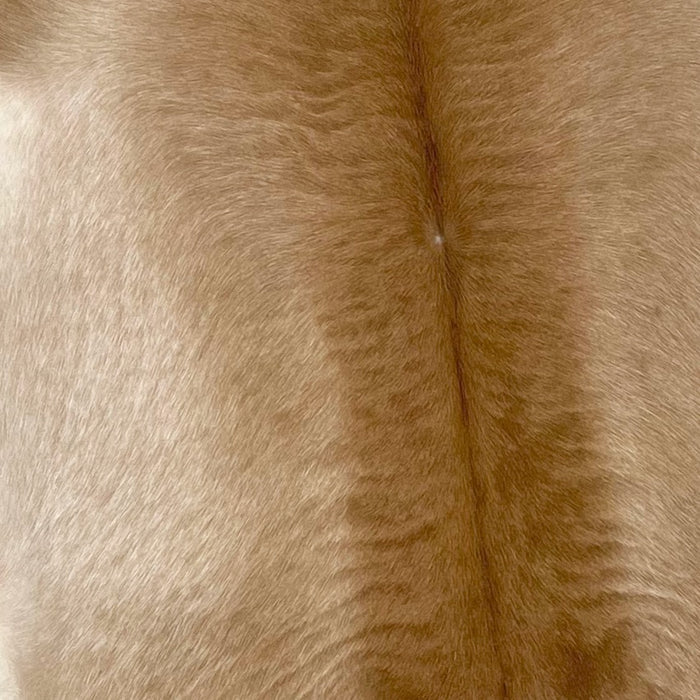 Closeup of this Brown and Tan Calfskin, showing brown down the middle (CALF465)