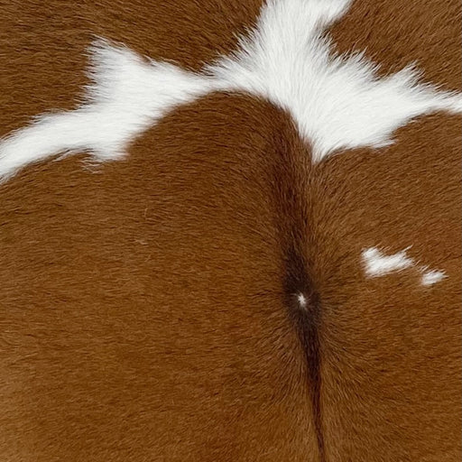 Closeup of this Brown and White Calfskin, showing mostly brown, with a white strip below the shoulder (CALF530)