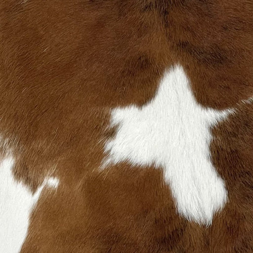 Closeup of this Colombian Calfskin, showing white with brown across the shoulder, and a large brown spot in the middle (CALF566)