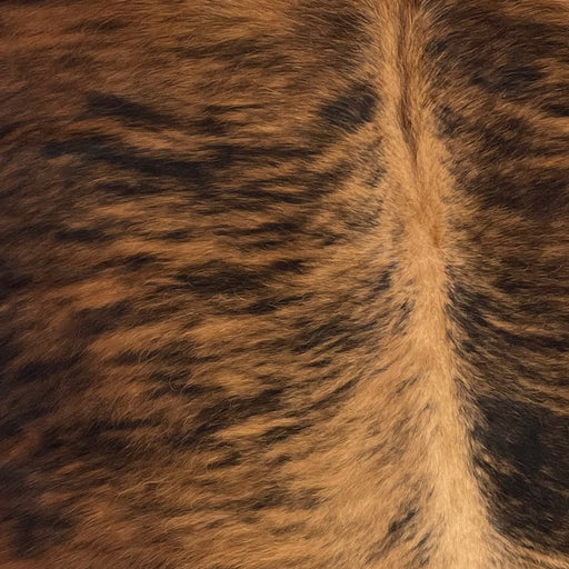 Closeup of this Colombian, Brindle Cowhide, showing brown and black, with lighter brown down the spine (COBR863)