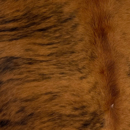 Closeup of this Colombian, Brindle Cowhide, showing brown and black, with red brown down part of the spine (COBR946)