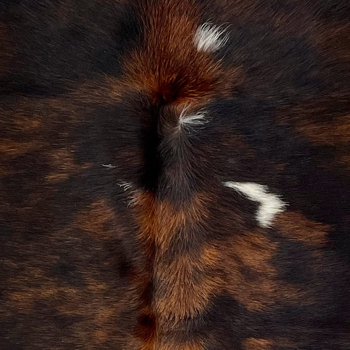 Closeup of this Colombian, Brindle Cowhide, showing black and brown, with a few small, white spots on the shoulder (COBR949)