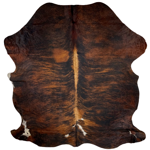 Black and Red Brown Colombian Brindle Cowhide:  black and red brown, with a splash of white in the middle, near the lower edge, and on the hind shanks, and golden brown down part of the spine - 6'5" x 5'2" (COBR951)
