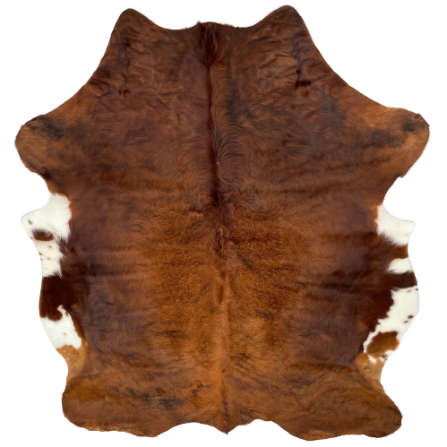 Colombian Solid Red Brown Cowhide, with long hair, curly hair in the middle, and white on the belly - 6'6" x 4'7" (COSL127)