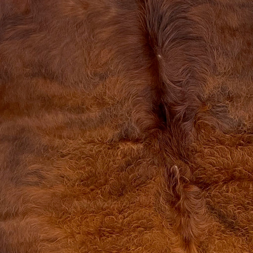 Closeup photo of this Colombian Solid Red Brown Cowhide, with long hair, curly hair in the middle, and white on the belly (COSL127