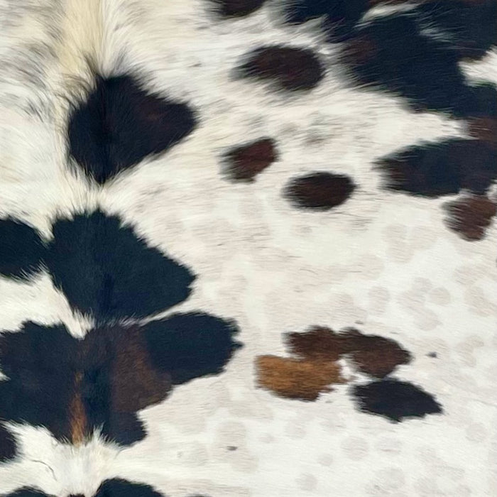 Closeup of this Colombian, Cloudy, Tricolor Cowhide that is off-white with spots that are brown and black, and has faint, cloudy, brown spots (COTR565)