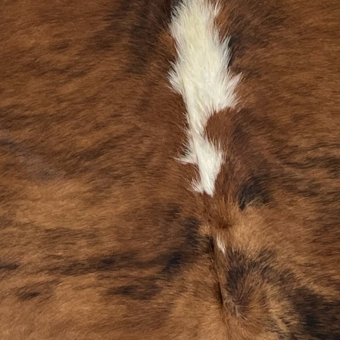 Closeup of this Colombian, Tricolor Cowhide, showing brown with black brindle markings, and one off-white spot in the middle of the shoulder (COTR747)