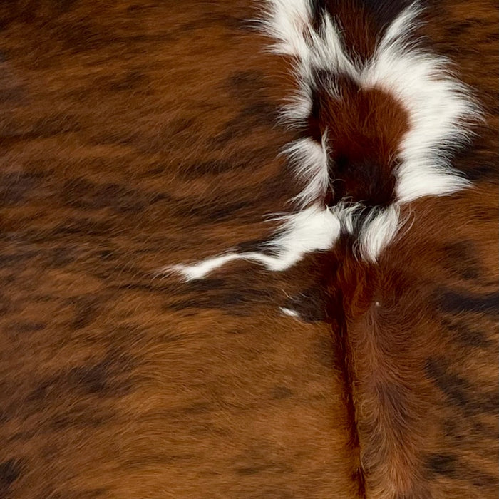 Closeup of this Colombian, Tricolor Cowhide, showing a brown and black, brindle pattern, and a white spot in the middle (COTR777)