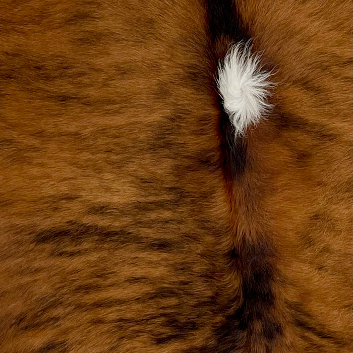 Closeup of this Colombian, Tricolor Cowhide, showing a brown and black, brindle pattern, and a white spot on the spine (COTR781)