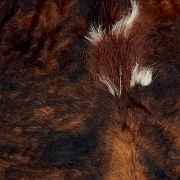 Closeup of this Colombian, Tricolor Cowhide, showing hair, with a curly texture, that has a red brown and black, brindle pattern, with a couple small, white spots in the middle of the shoulder (COTR834)