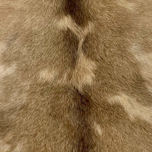 Closeup of this Goatskin that is brown with tan spots, and chocolate down the spine (GOAT119)