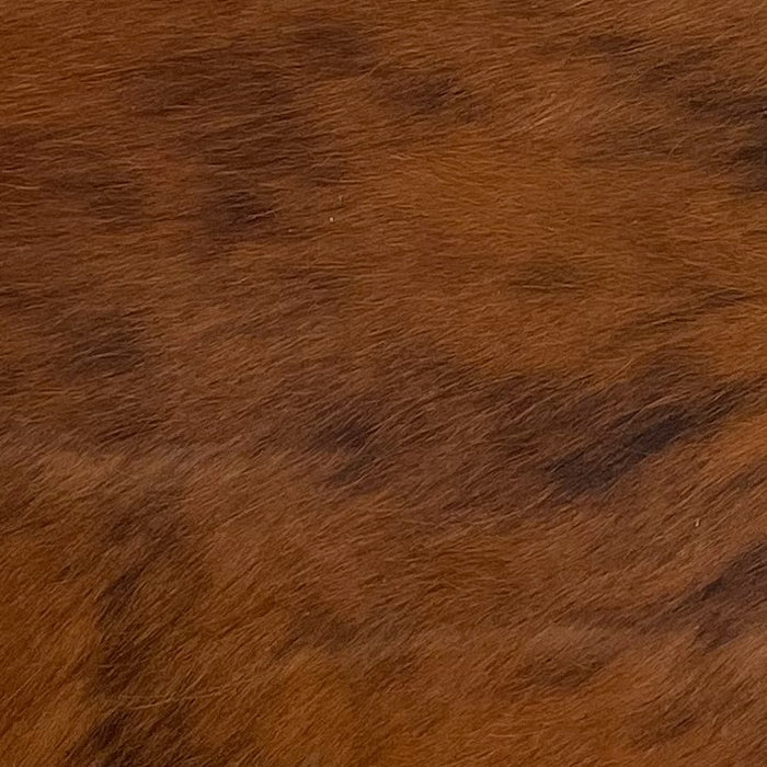 Closeup of this Brindle, Mini Cowhide that is brown with black brindle markings, and has a splash of white near the left, fore shank (MINI119)