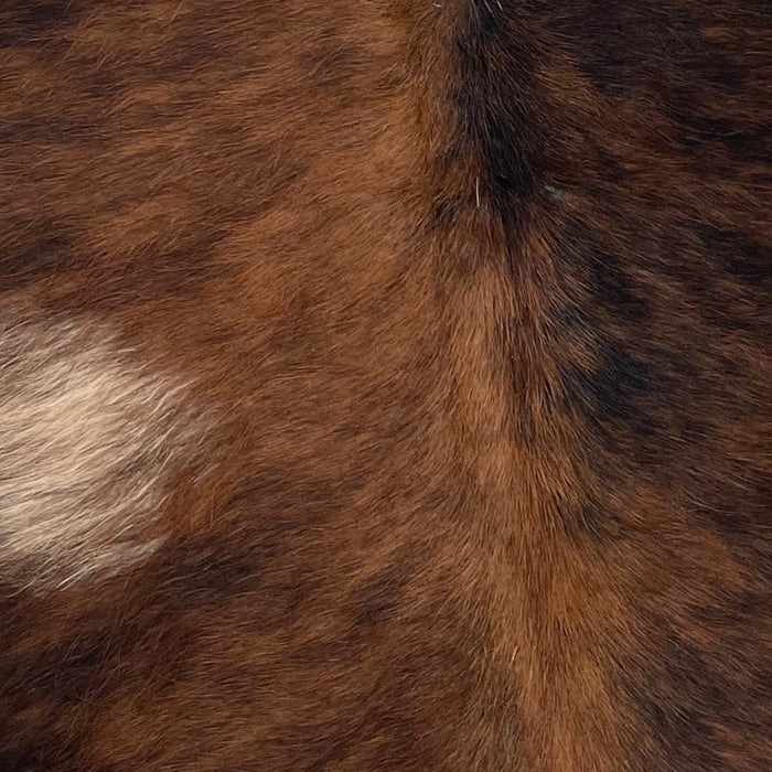 Closeup of this Brindle, Mini Cowhide that is brown and black, with one tan spot on the left side, and white on the upper part of the spine (MINI122)