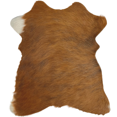 Golden Brown and Black Brindle Mini Cowhide:  golden brown with faint, black brindle markings, and has white on both left shanks - 2'8" x 2'3" (MINI128)