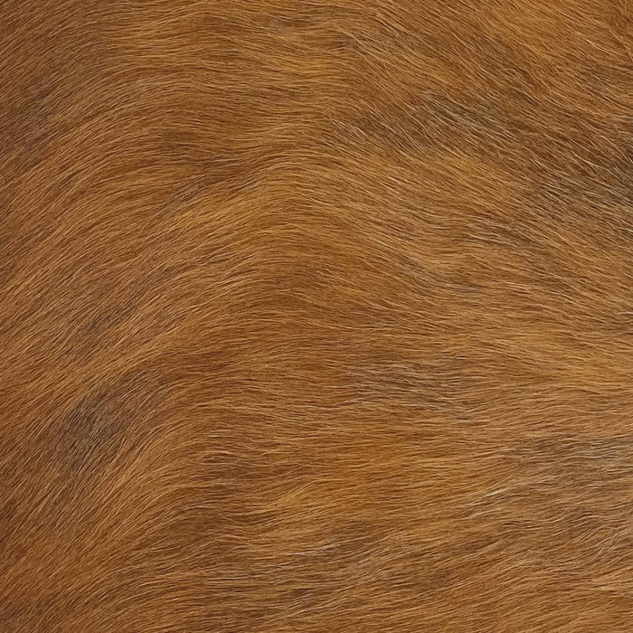 Closeup of this Brindle, Mini Cowhide that is golden brown with faint, black brindle markings, and has white on both left shanks (MINI128)