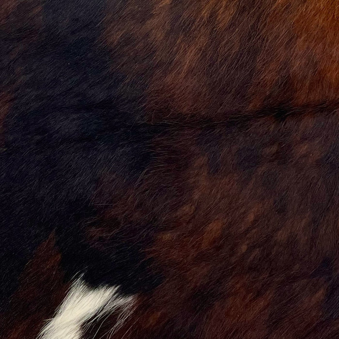 Closeup of this Dark Tricolor, Mini Cowhide that is black and brown, with a few splashes of white on the bottom part of the hide (MINI152)