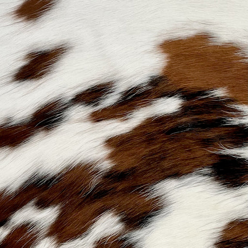 Closeup of this Tricolor, Mini Cowhide, showing white with spots that are brown with streaks of black (MINI171)