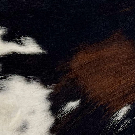 Closeup of this Tricolor, Mini Cowhide, showing black with a few small brown and white spots, that cover most of the hide, and white with black spots and speckles along the left side edge (MINI205)