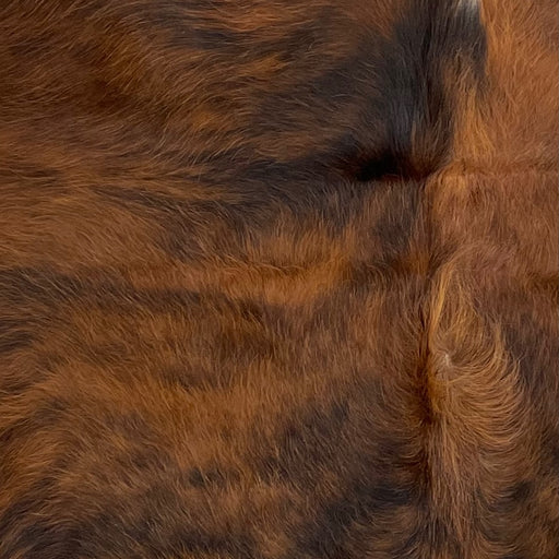 Closeup of this XS, Brindle Cowhide that is brown and black (XS083)