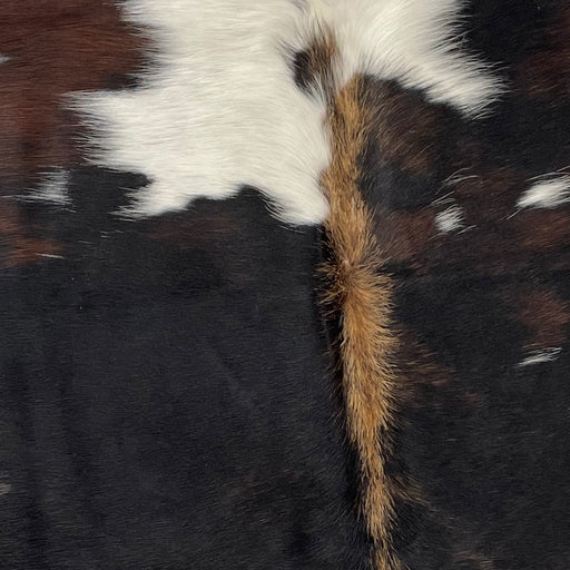 Closeup of this XS, Tricolor Cowhide, showing a mix of black and dark brown, with a few white spots, and lighter brown down the spine (XS180)