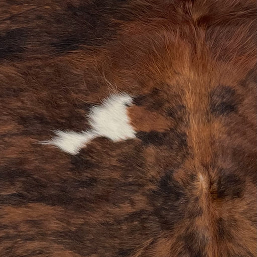 Closeup of this XS, Brindle Cowhide, showing brown and black, with a small white spot on the left side (XS184)