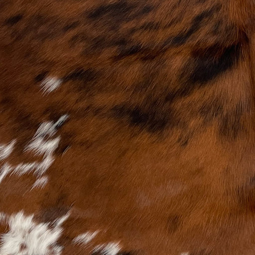 Closeup of this XS, Brindle Cowhide, showing brown and black, with white spots on both hind shanks (XS190)