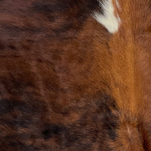 Closeup of this XS, Brindle Cowhide, showing brown and black, with a small, white spot in the middle of the shoulder (XS193)