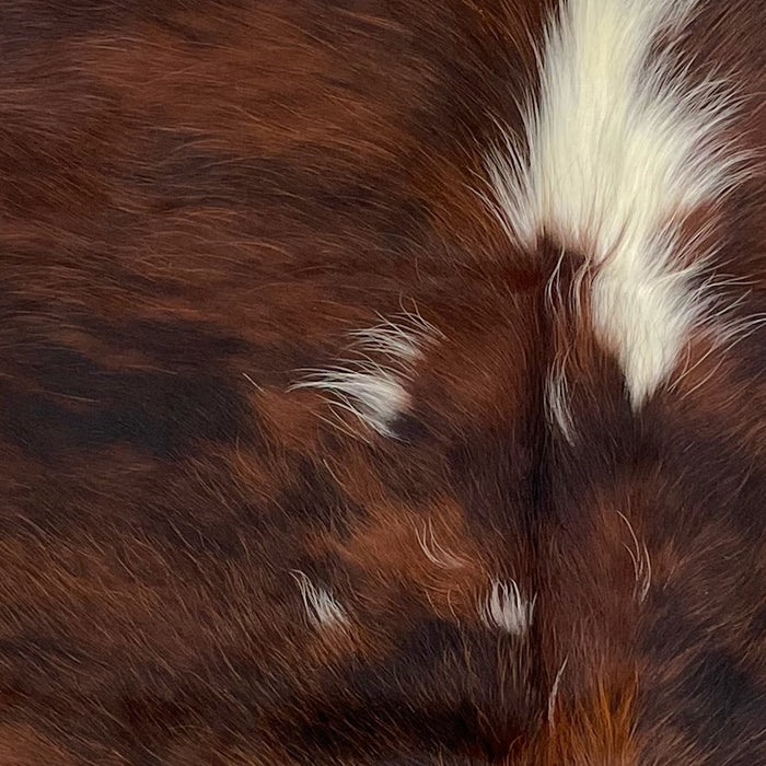 Closeup of this XS, Brindle Cowhide, showing red brown and black, and one large and a few small, white spots along the spine (XS195)