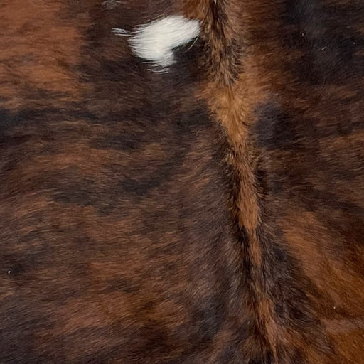 Closeup of this XS, Brindle Cowhide, showing brown and black, and a small, white spot in the middle of the shoulder (XS205)